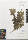 Foto von Salix myrsinifolia Salisb.